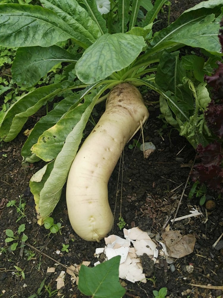 Фото Dreams Homestay