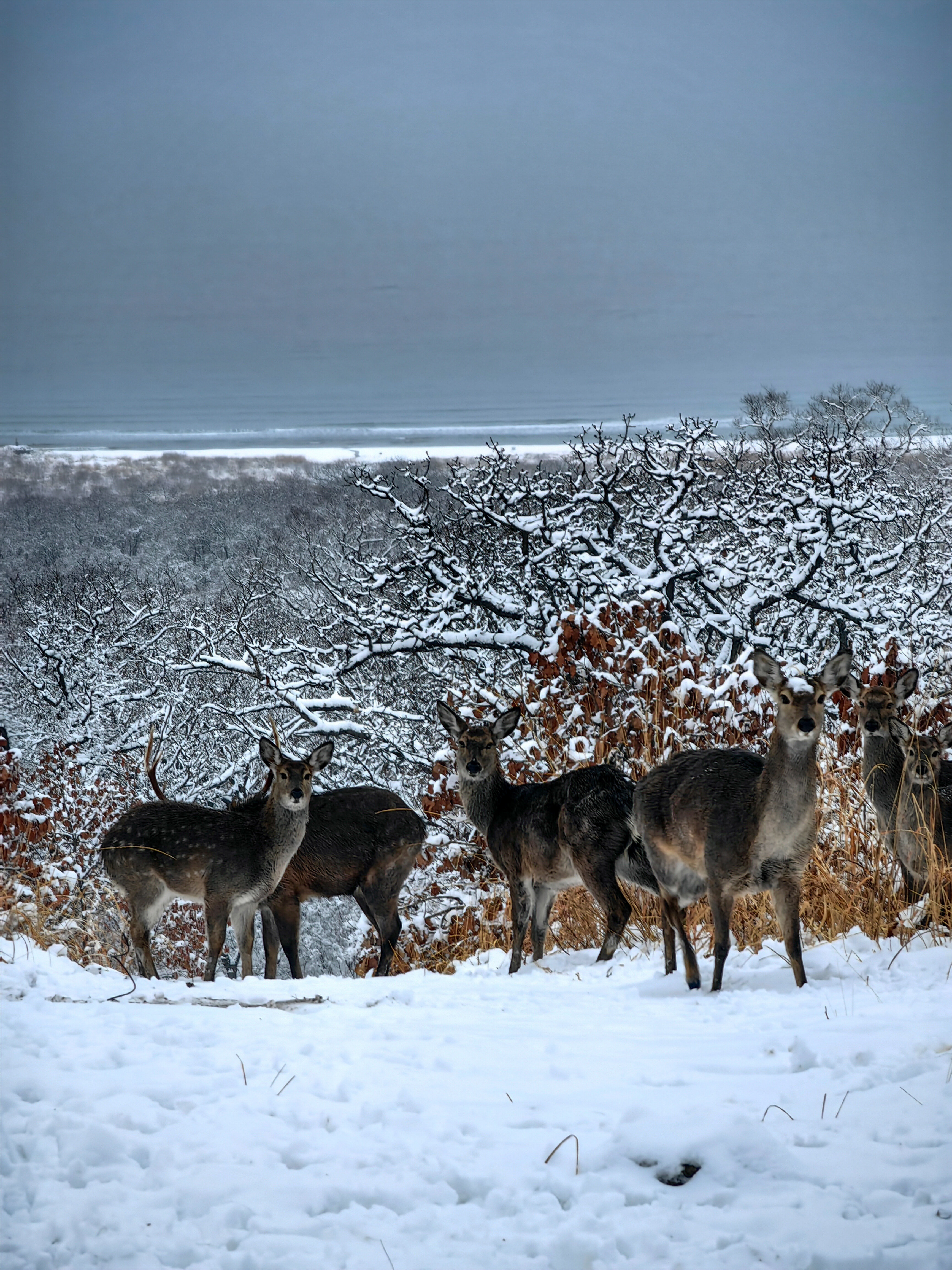 Фото Экопарк Бухта Астафьева