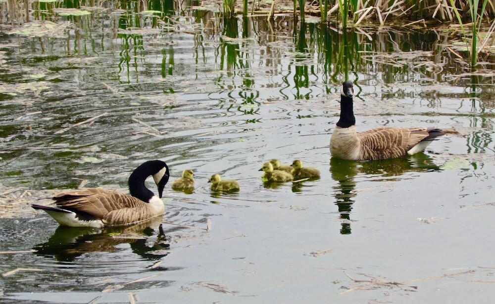 Фото The Moorhead Bed & Breakfast