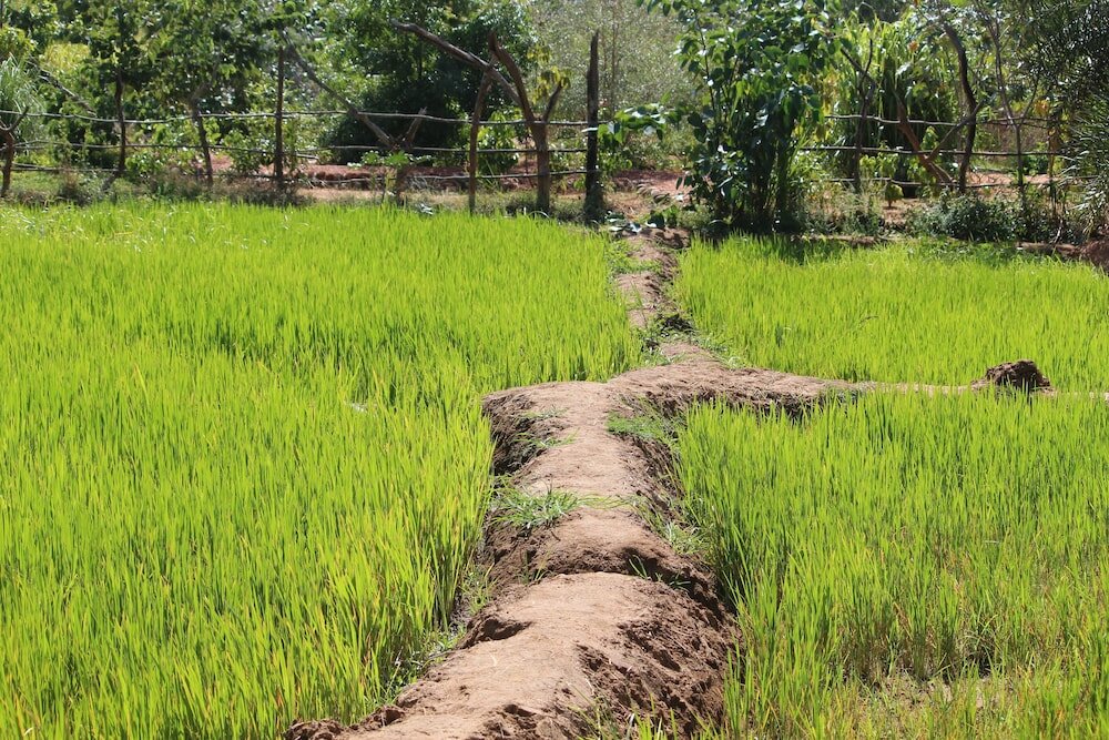 Фото Mahagedara Wellness Retreat