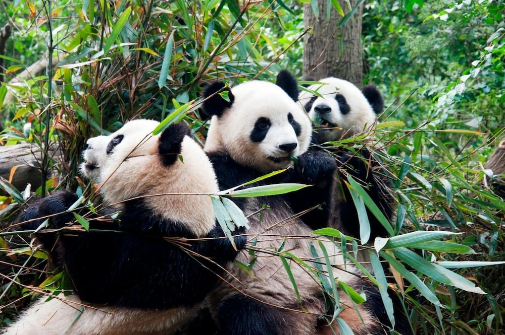 Фото Rayfont Hotel Chengdu