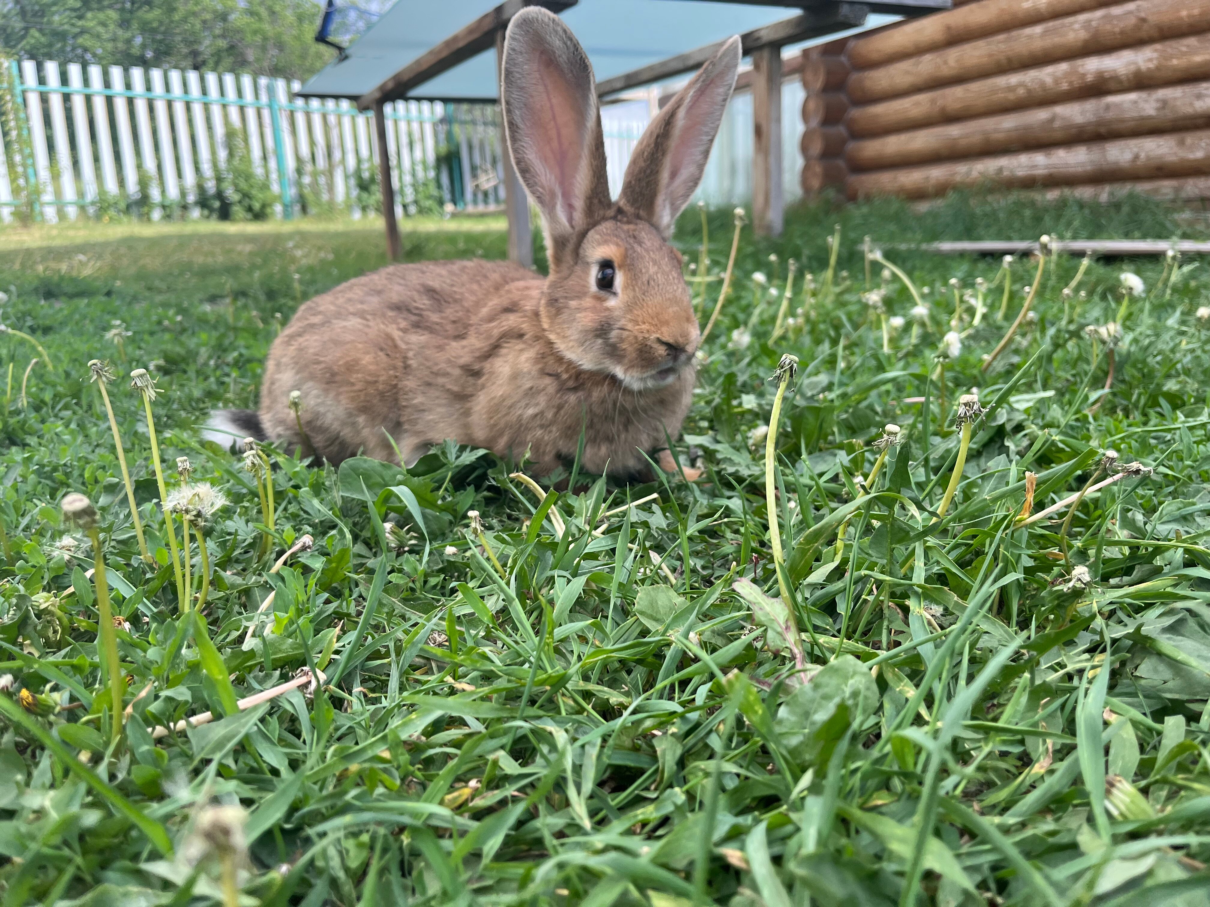 Фото Дом в лесу