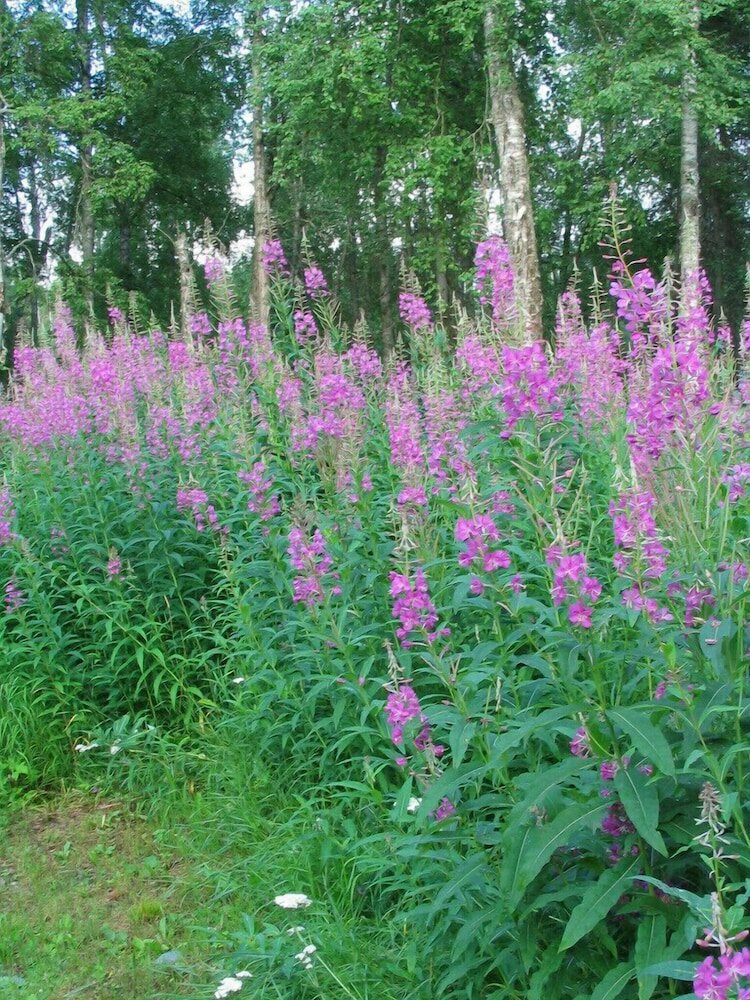 Фото Meandering Moose Lodging