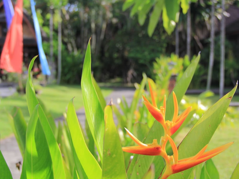 Фото Suji Bungalow