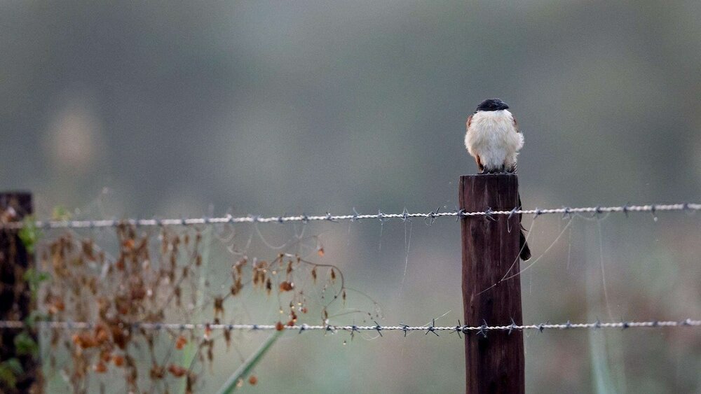 Фото Royal Thonga Safari Lodge