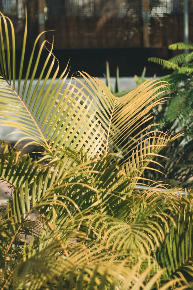 Фото Apartamentos El Palmar