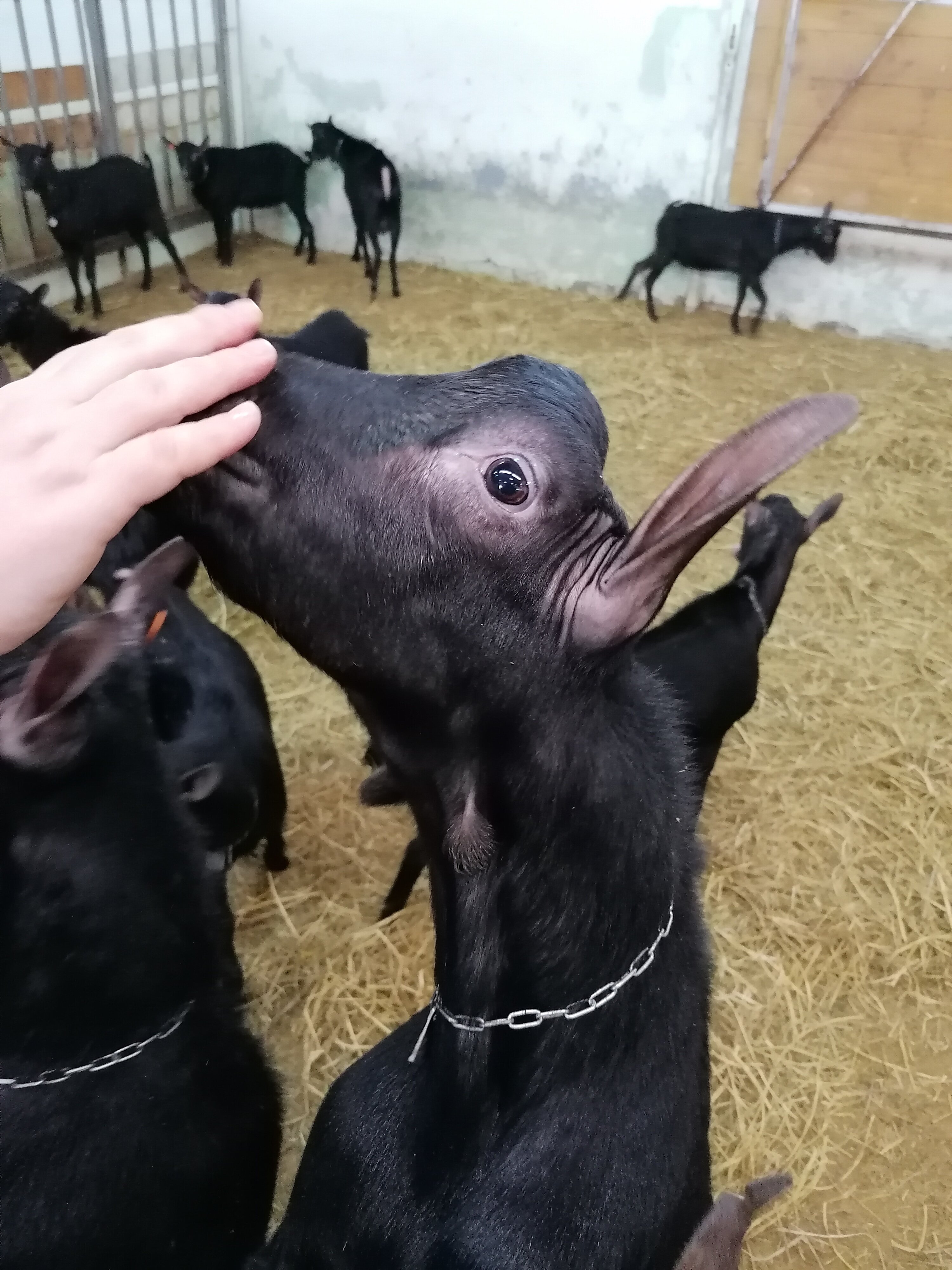 Фото Tasin-Bor Farm