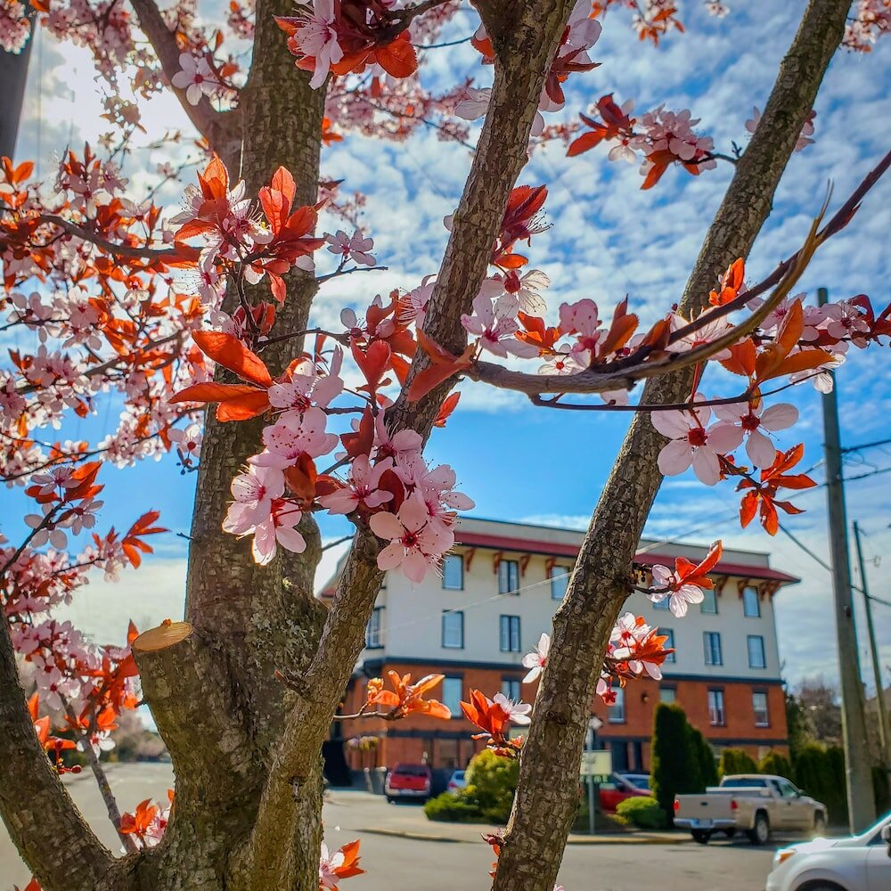 Фото James Bay Inn Hotel & Suites