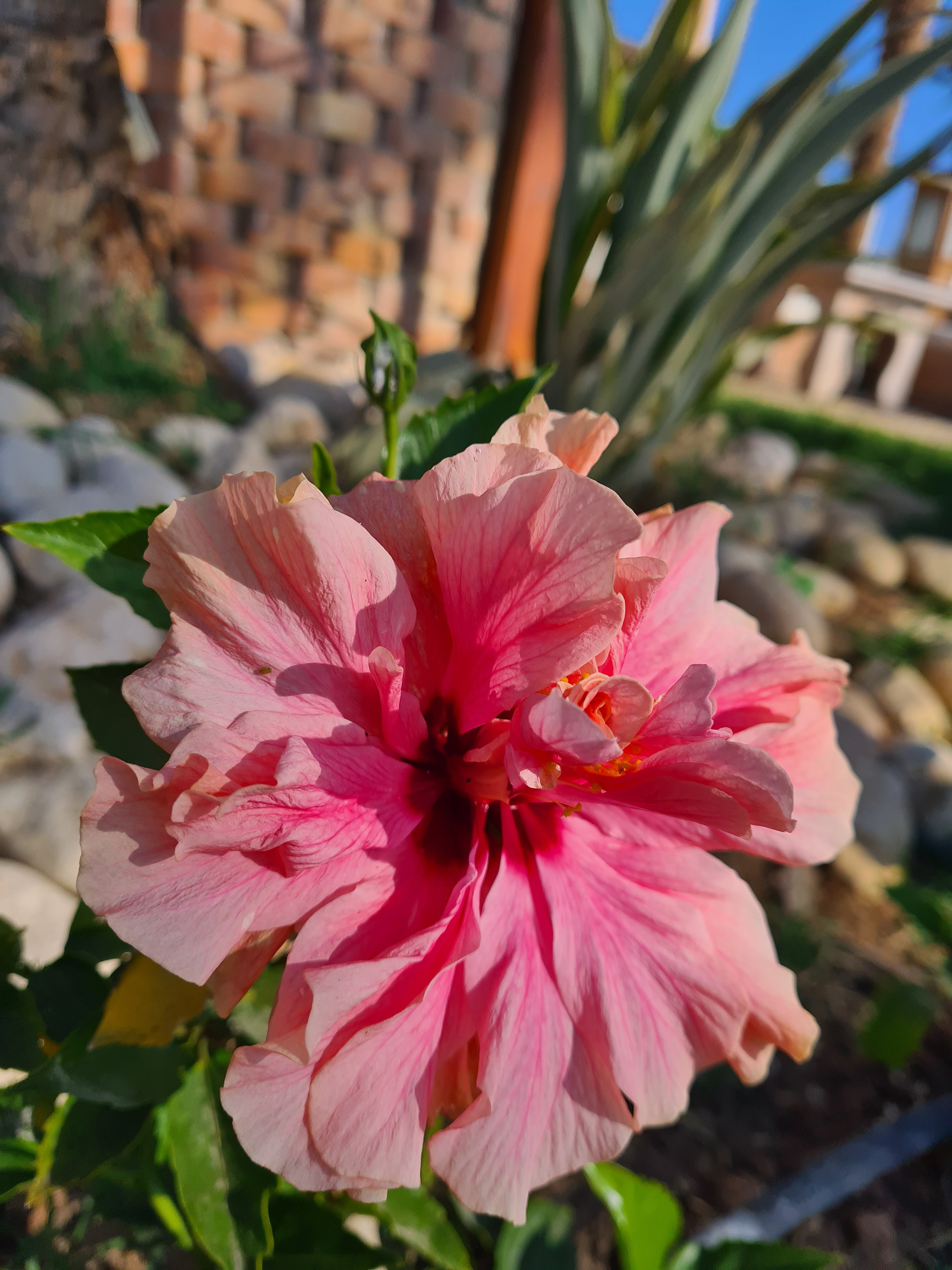 Фото Jaz Fayrouz