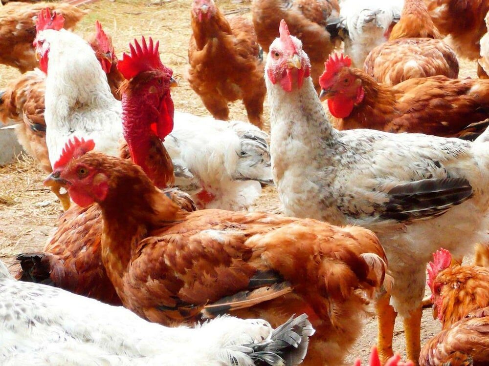 Фото Fattoria Giunasco