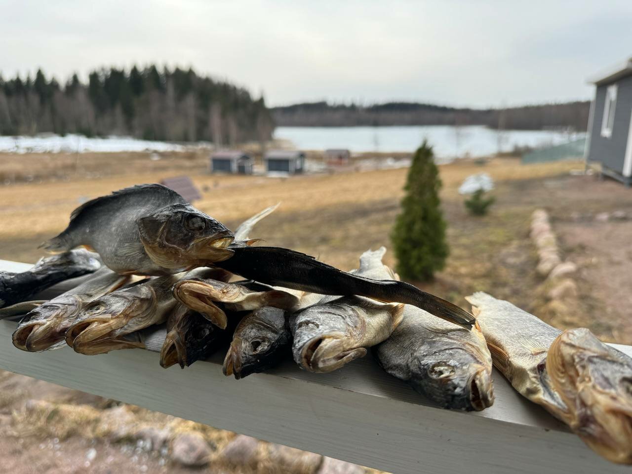 Фото Утиная история