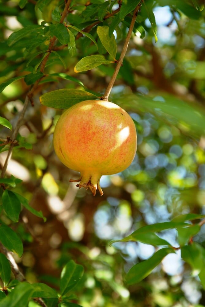 Фото Villa Fleria
