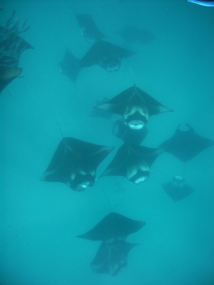 Фото Olhumathi View Inn