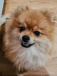 Королевство шпицев (SNT TSN Malinki, Arkhangelskaya ulitsa, 80), animal nursery