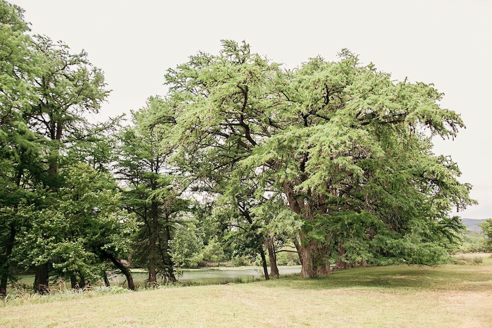 Фото Frio River Cabins
