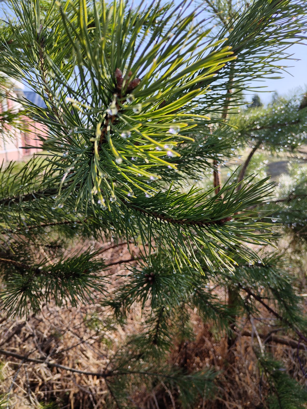 Фото Кедросад