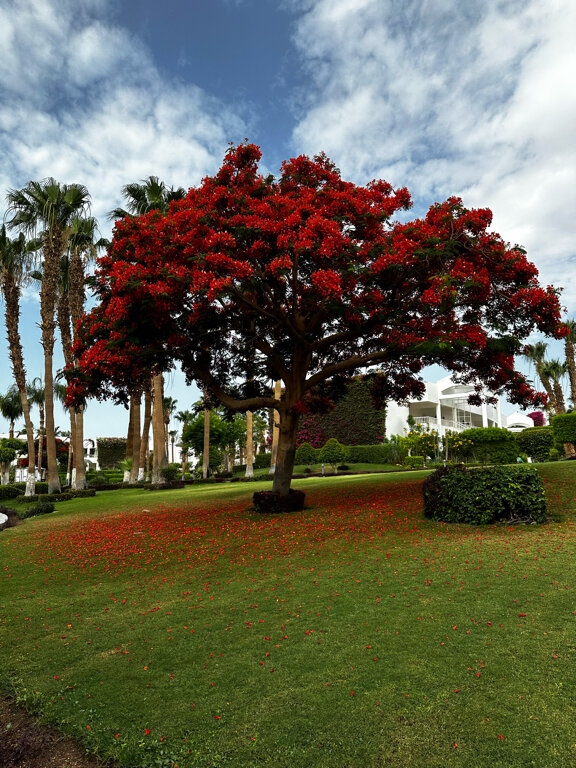 Фото Royal Monte Carlo Sharm El Sheikh - Adults only