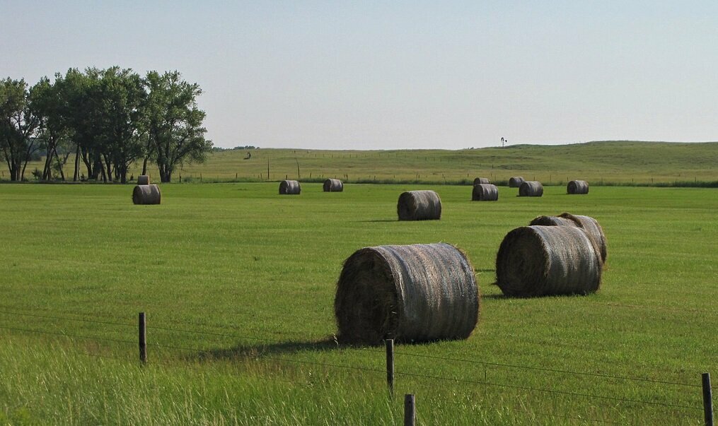 Fodder and feed additives Stone Wings Trading Fodder Importing, Emirate of Dubai, photo