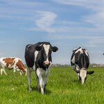 Taiba farms (Sahara Tower, Trade Center First, Jumeirah, Dubai), pet products wholesale