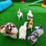 Petlove (5, 5A Street, Al Quoz Industrial 1, Al Quoz Industrial, Hadaeq Mohammed Bin Rashid, Dubai), animal nursery