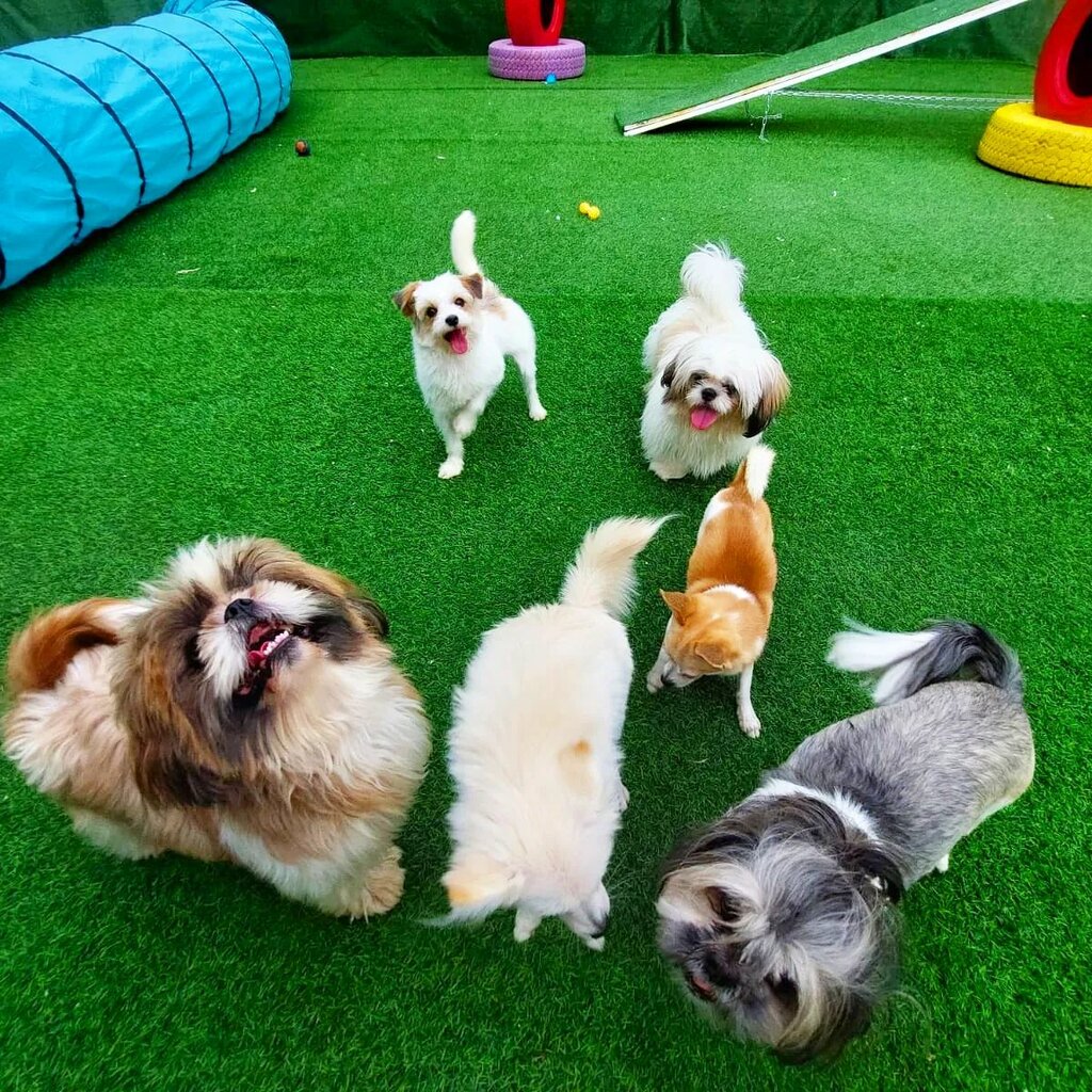 Pet salon Petlove, Dubai, photo