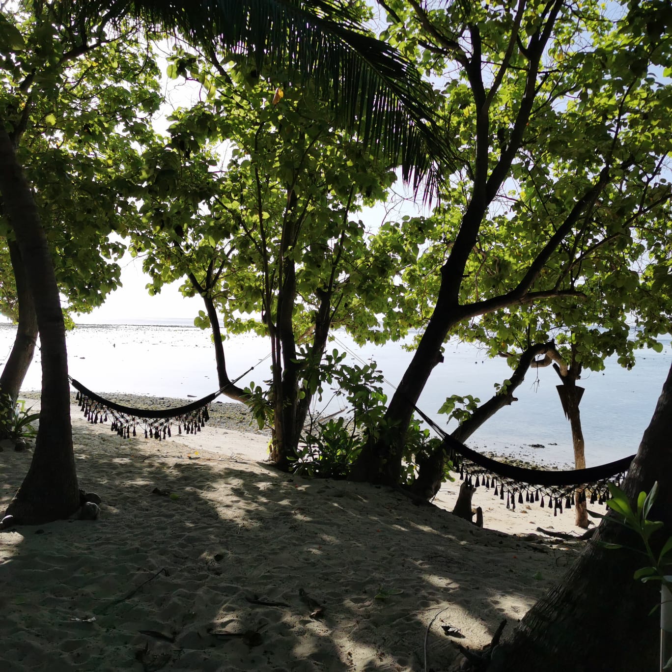 Фото Plumeria Maldives