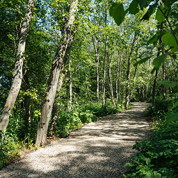 Фото Рутавечь