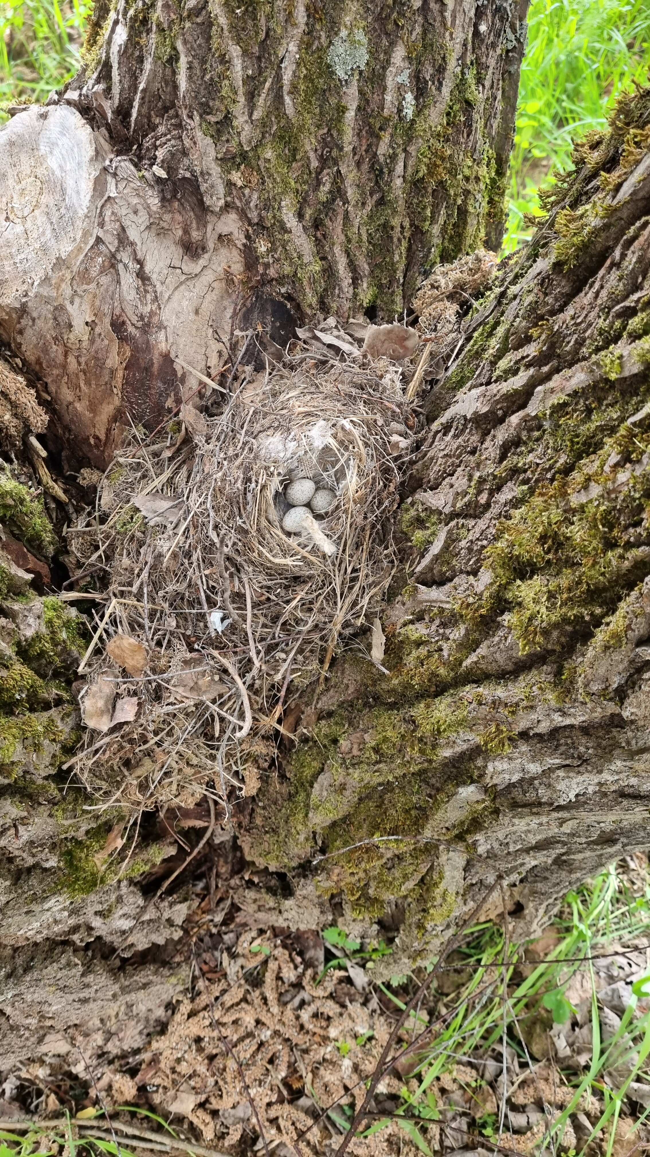 Фото Малина