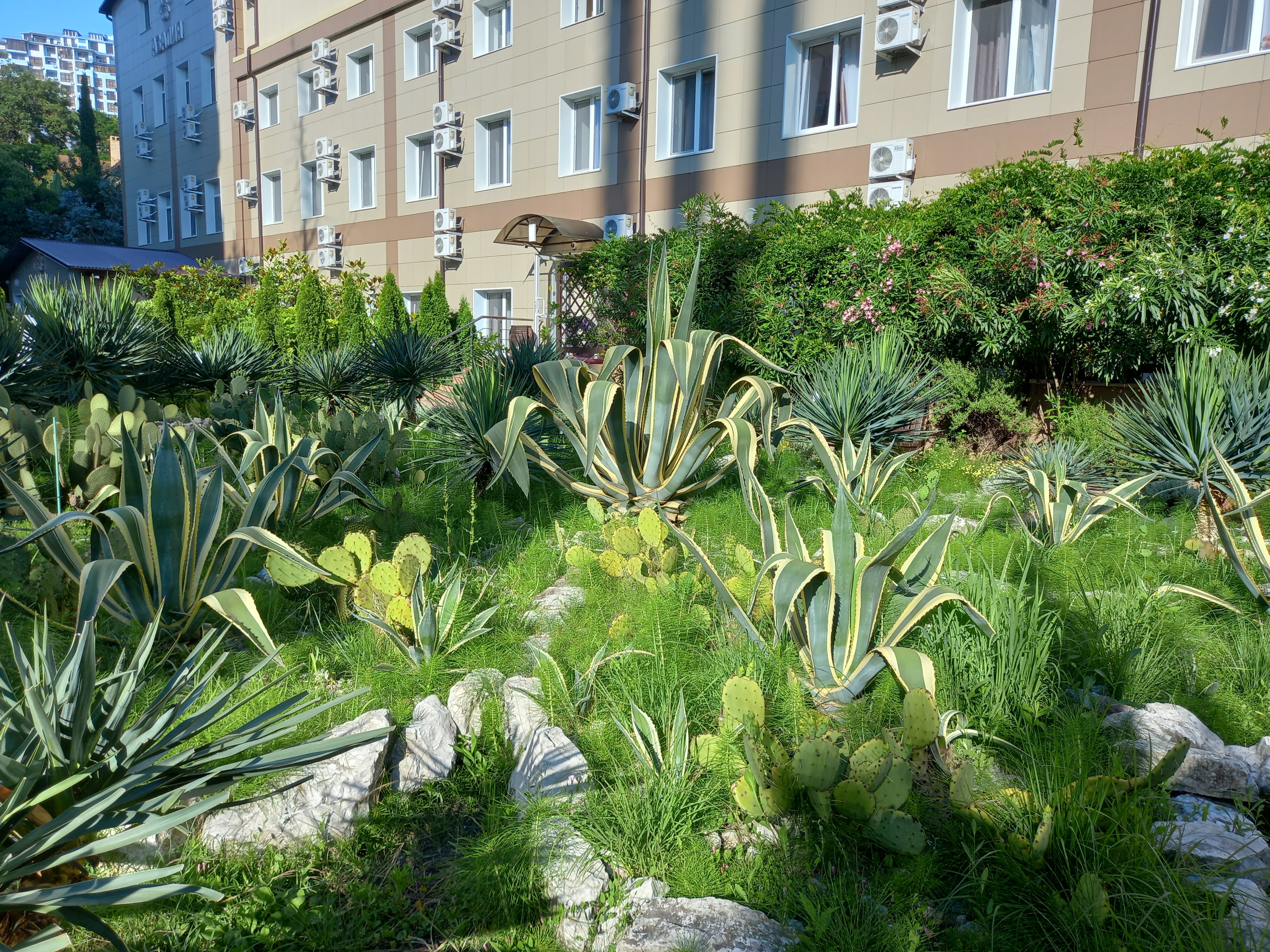 Фото Азалия