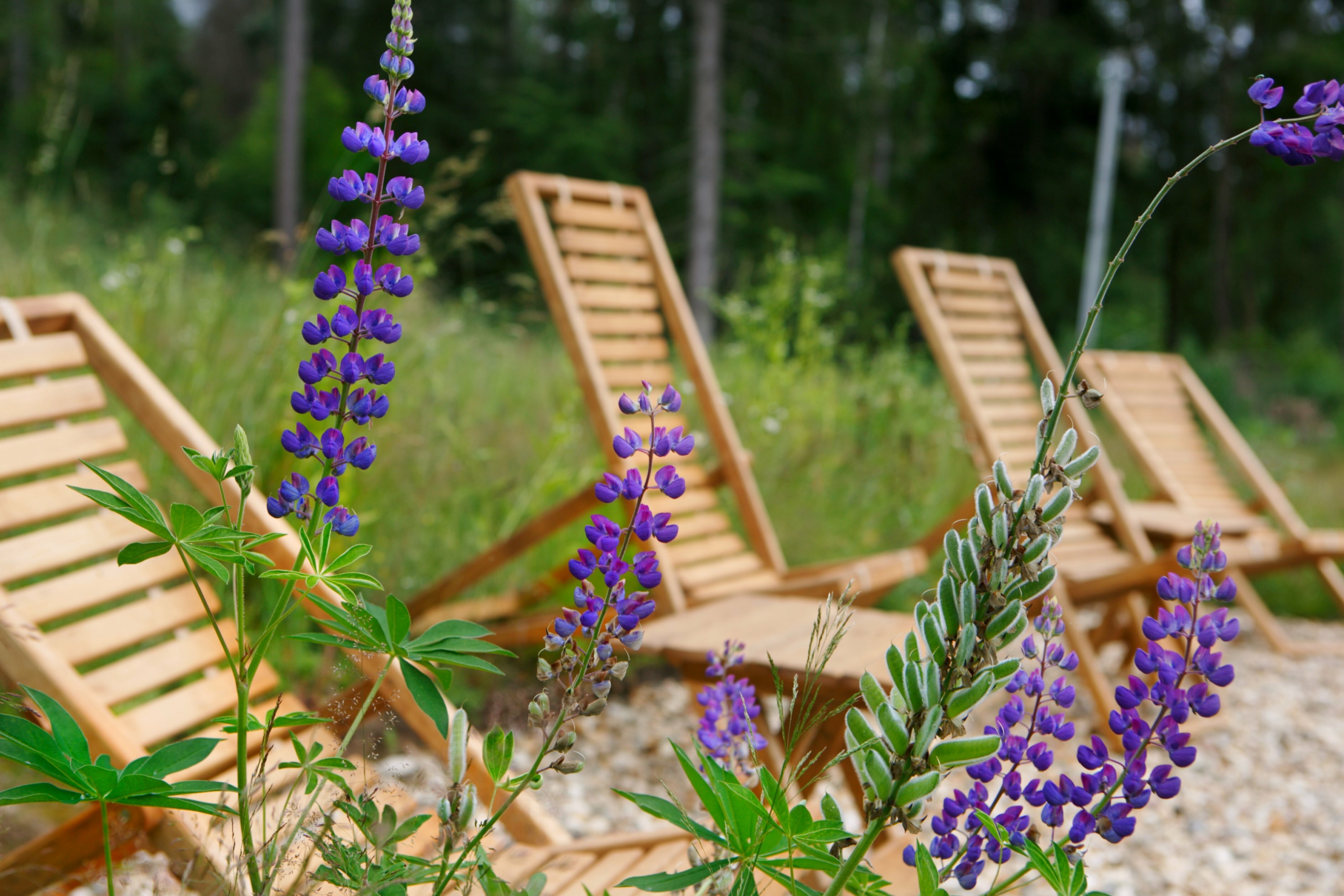 Фото Рузские Лужки