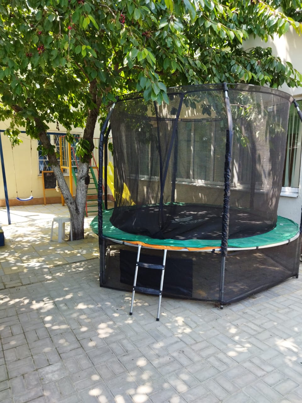 Фото Ромашка