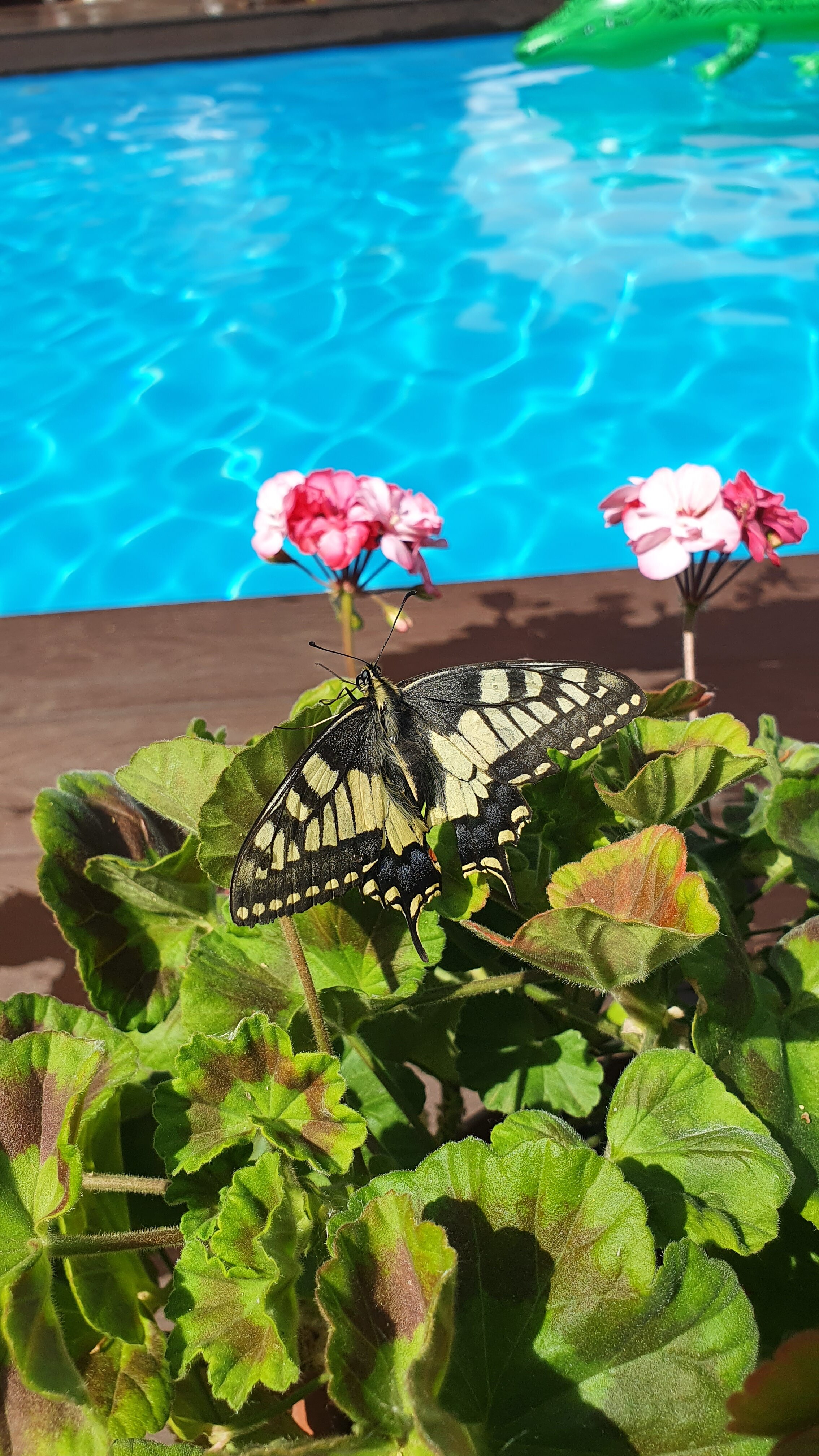 Фото Каменный цветок