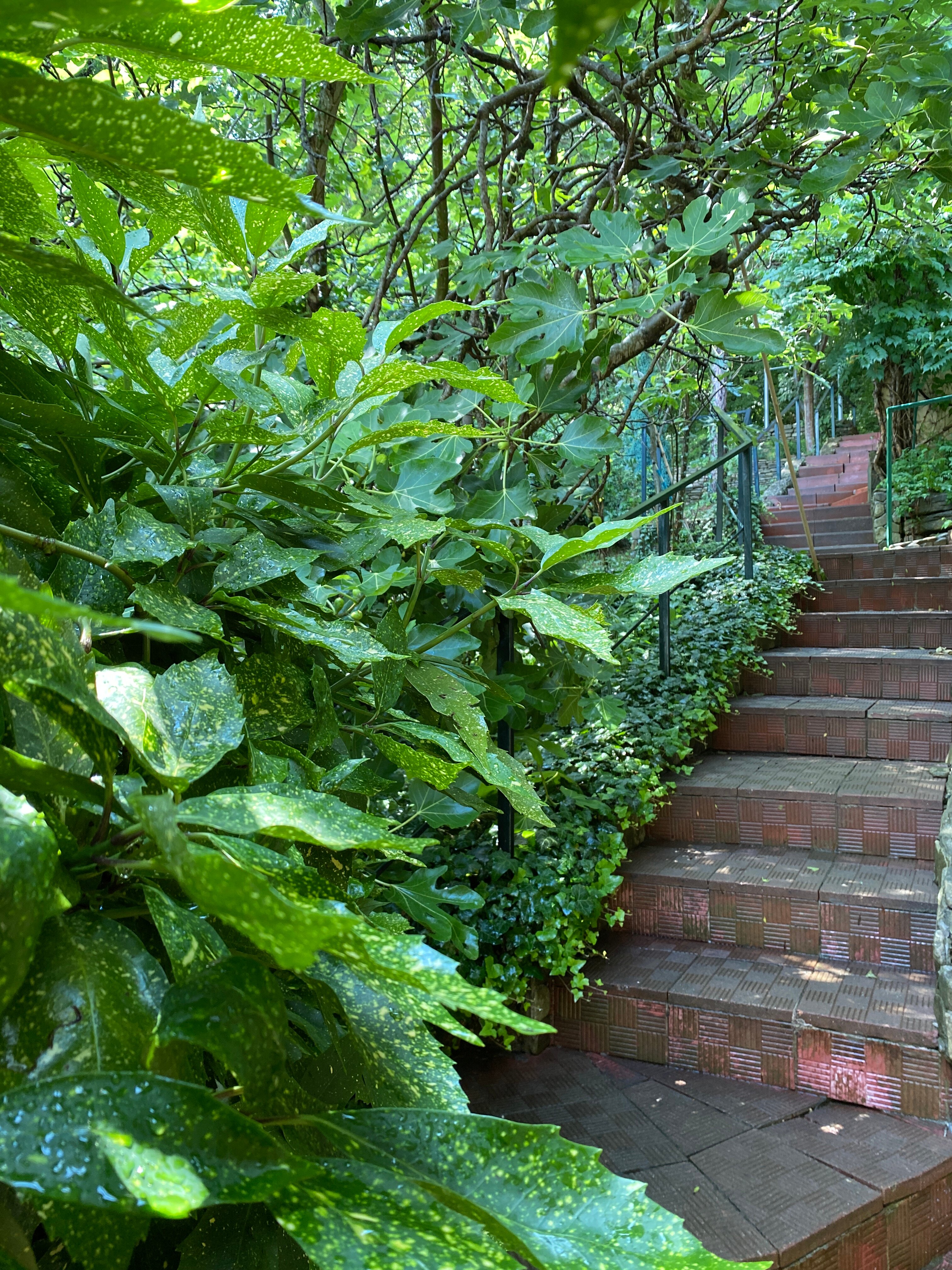 Фото Золотая рыбка