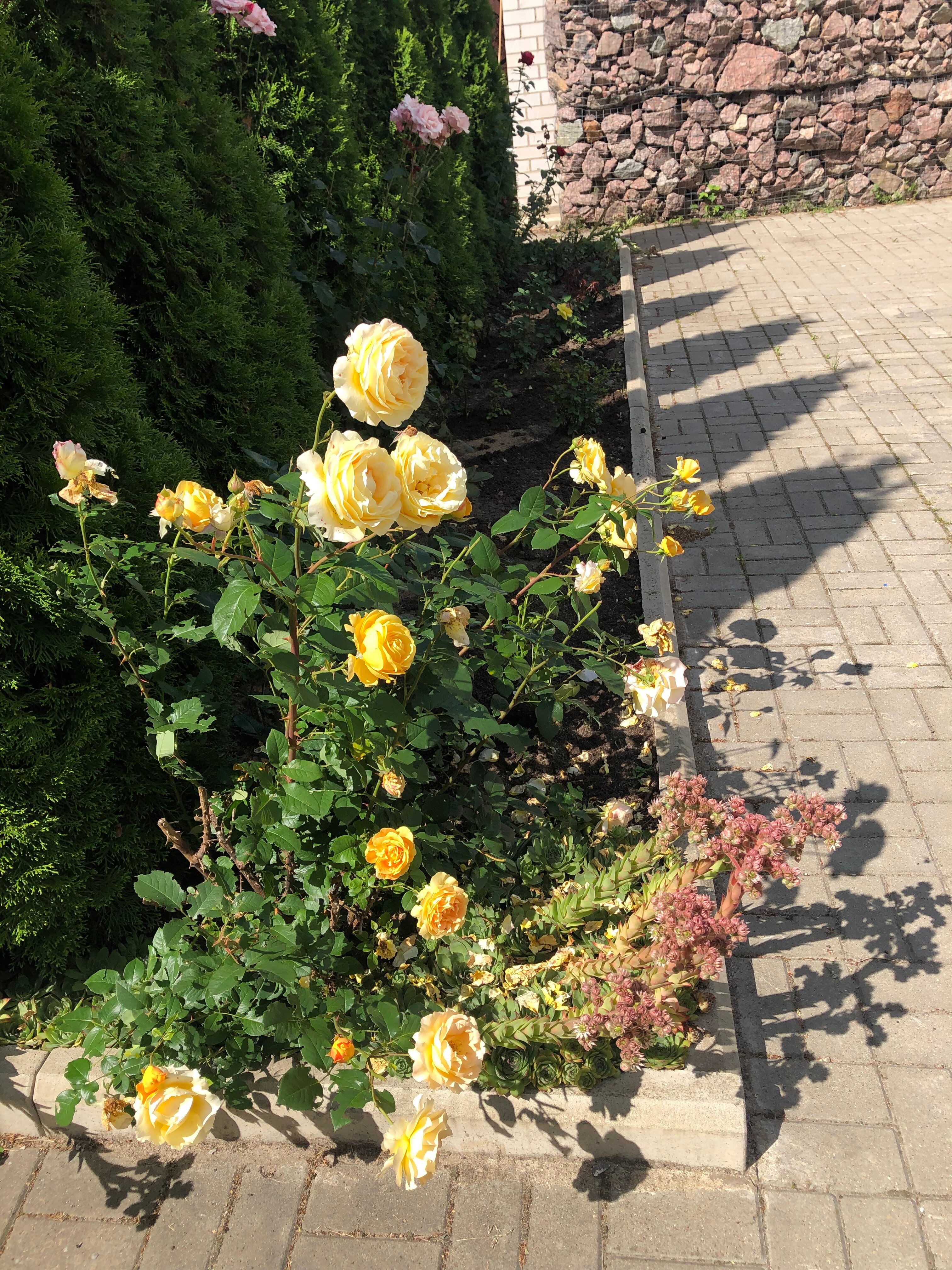 Фото Корона