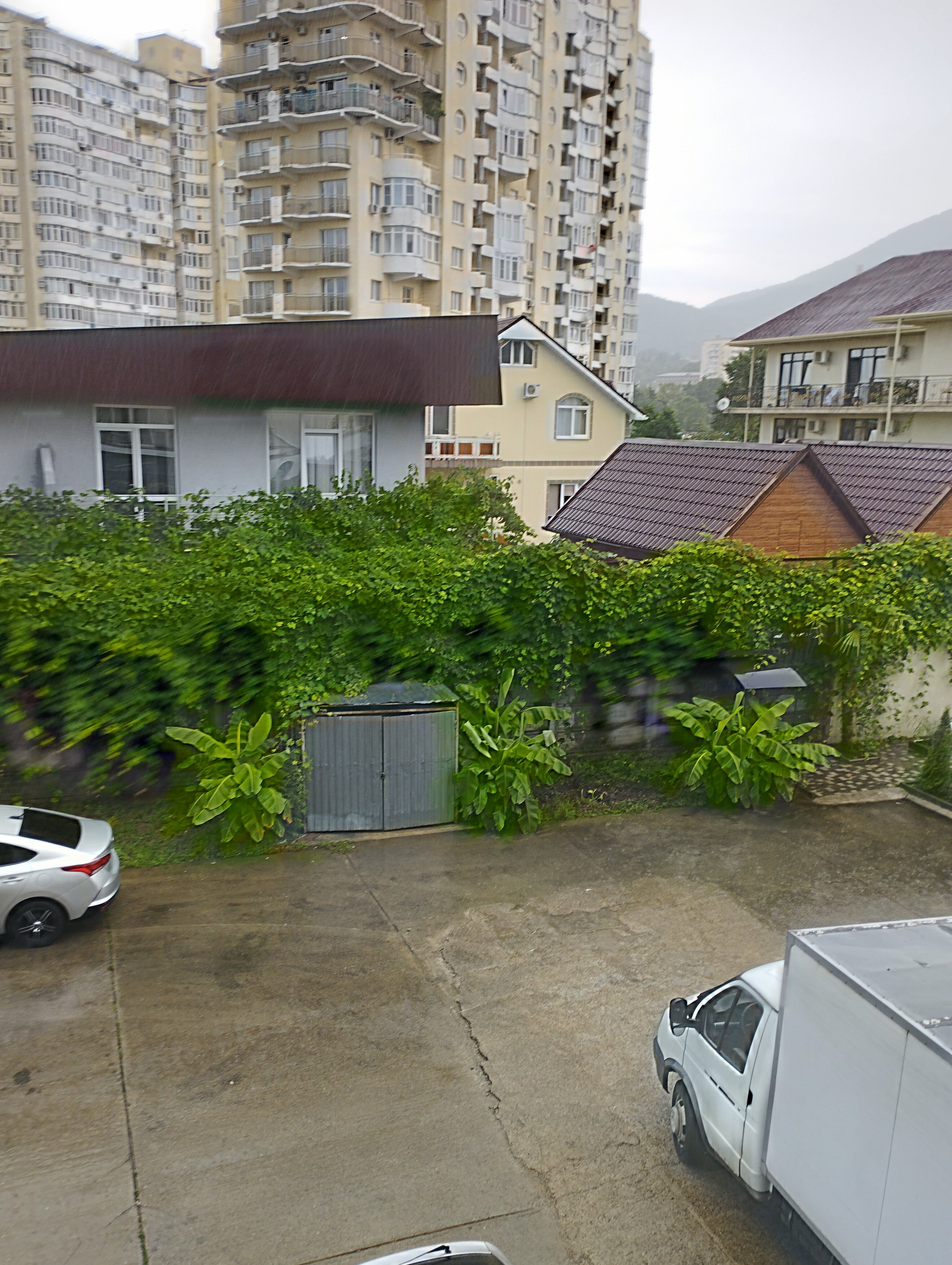 Фото Афалина+