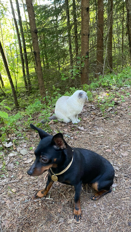 Фото Хутор ЛихKoff