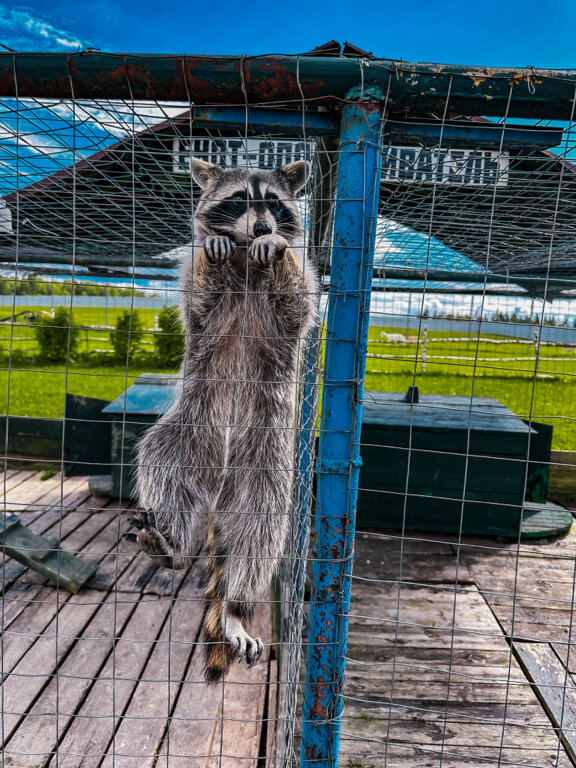 Фото Экоферма Александровский спас