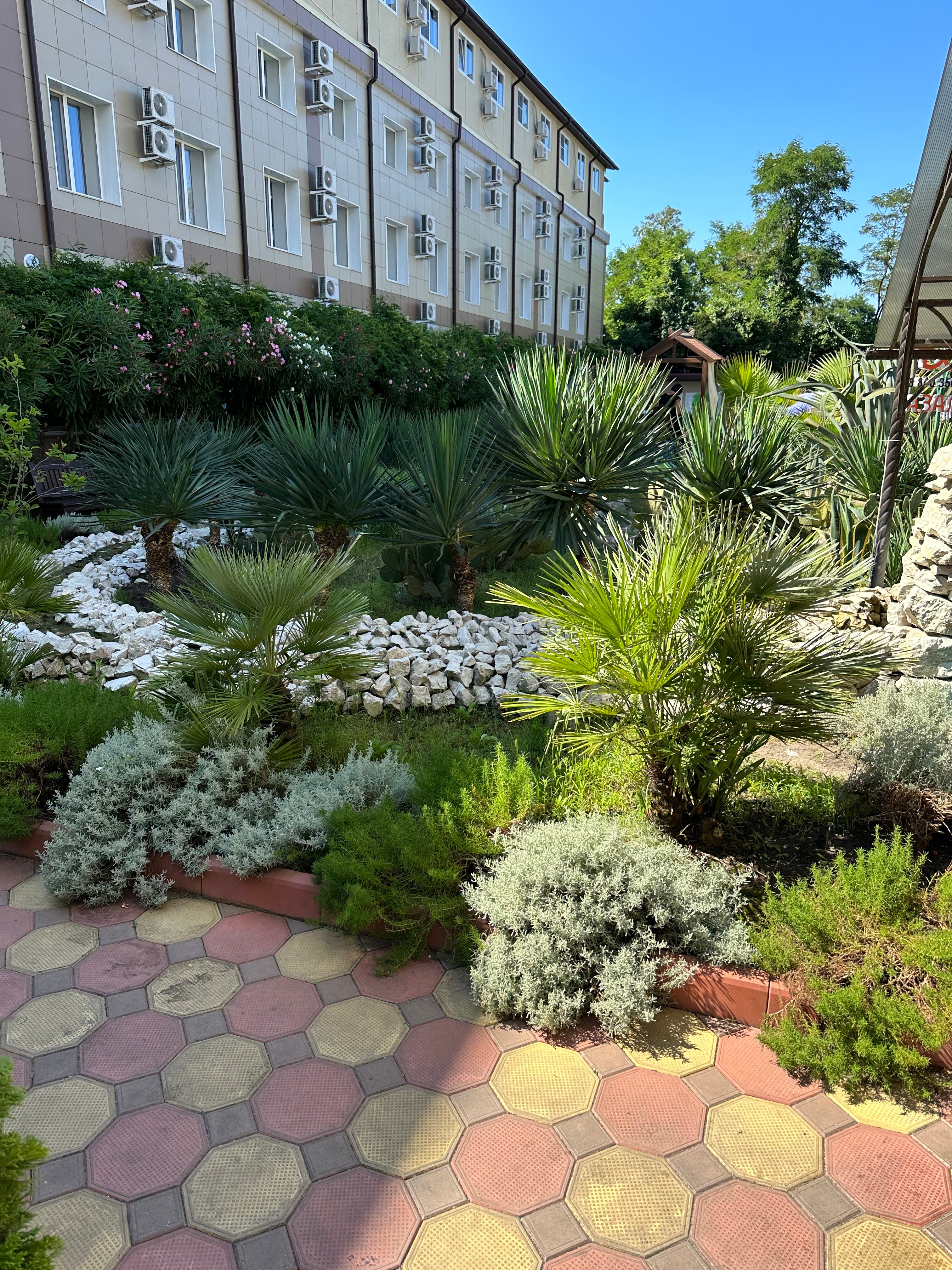 Фото Азалия