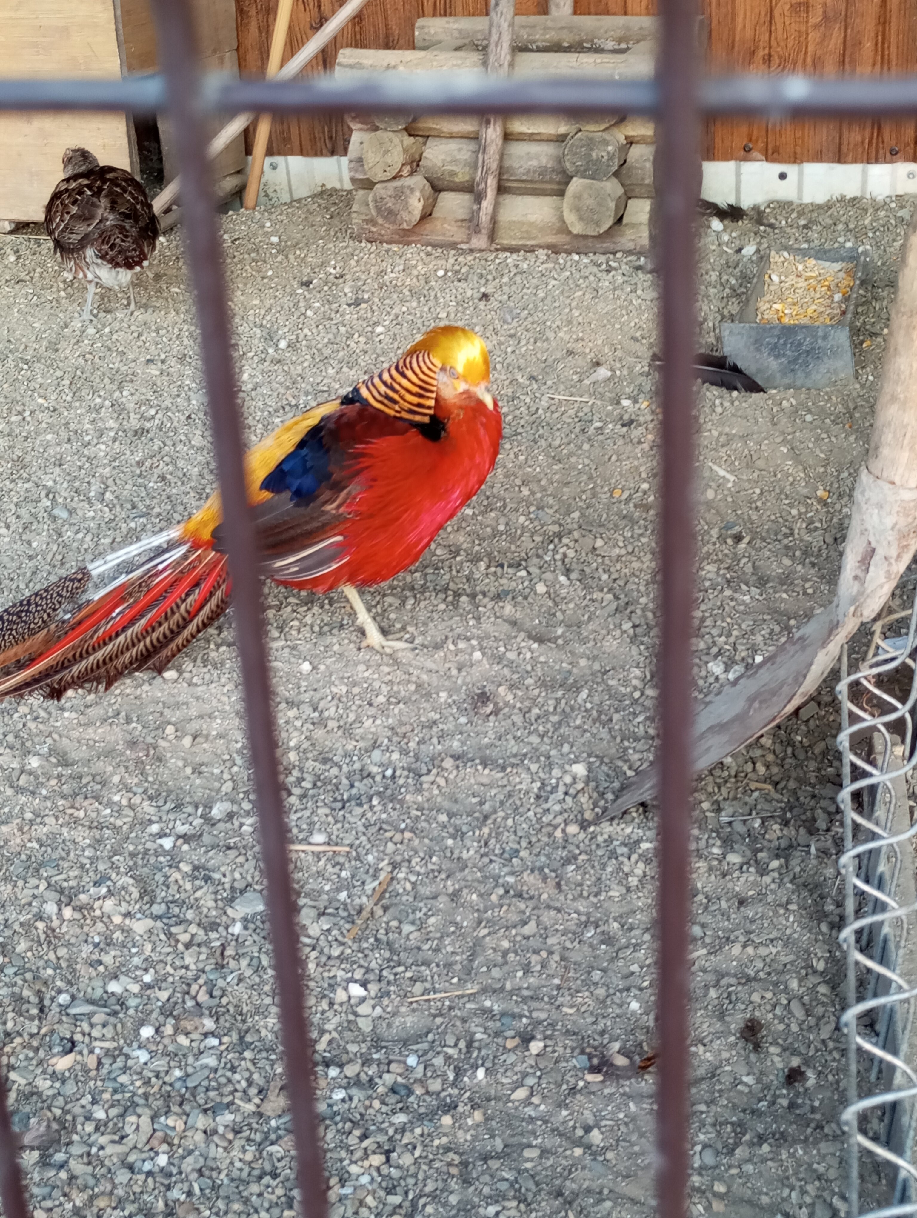 Фото Анастасиевская