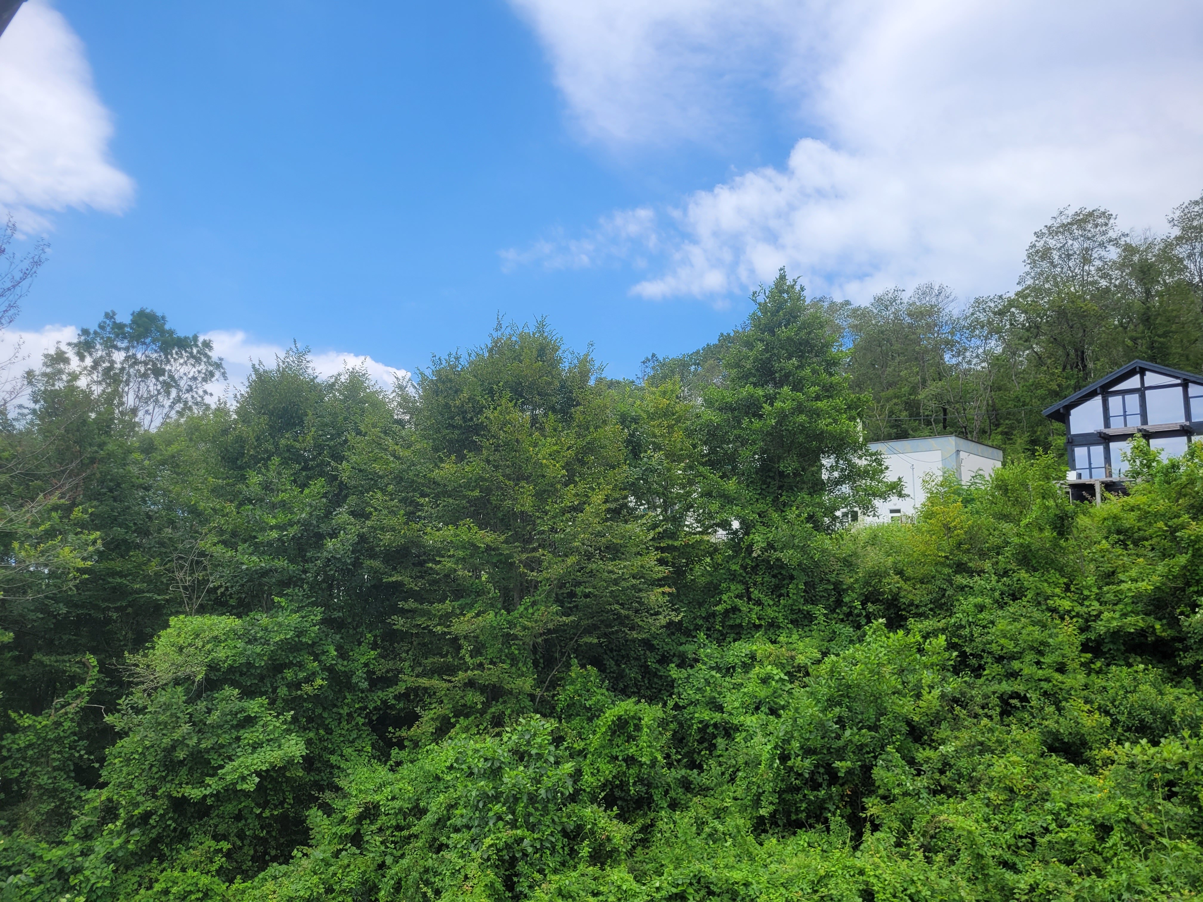 Фото Резеда