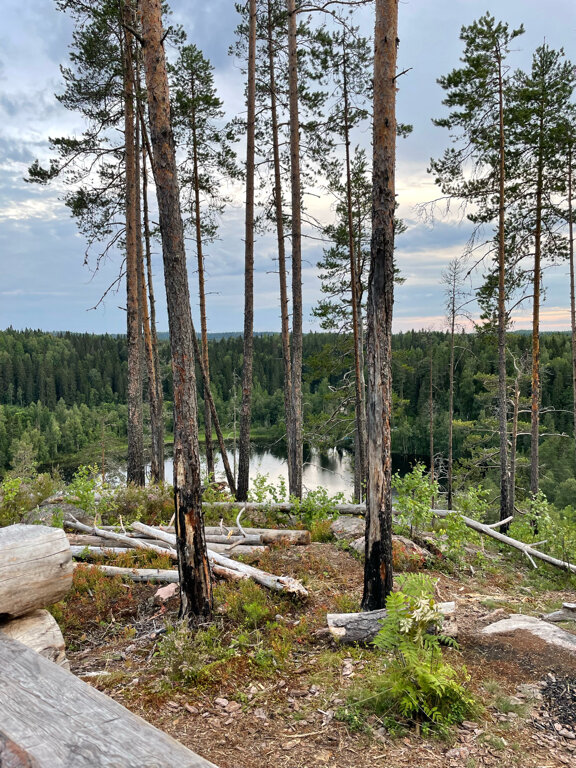 Фото Котопельто