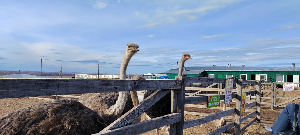 Зоопарк Великолепный страус, Республика Башкортостан, фото