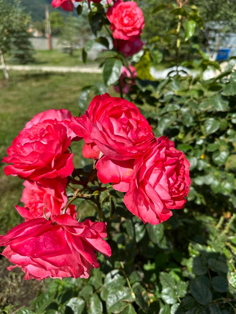 Фото Горный родник