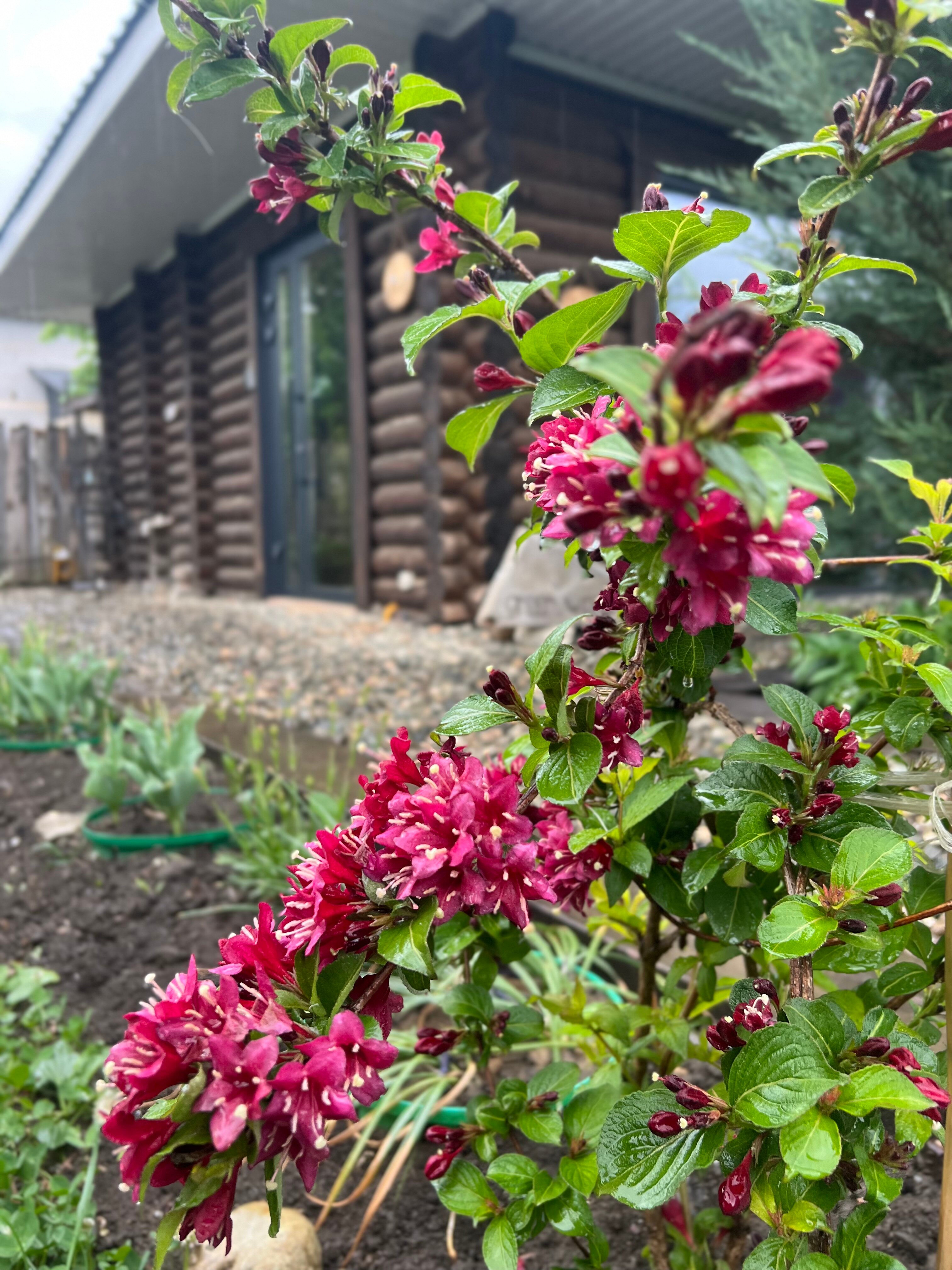 Фото Домик в Деревне Green Wood