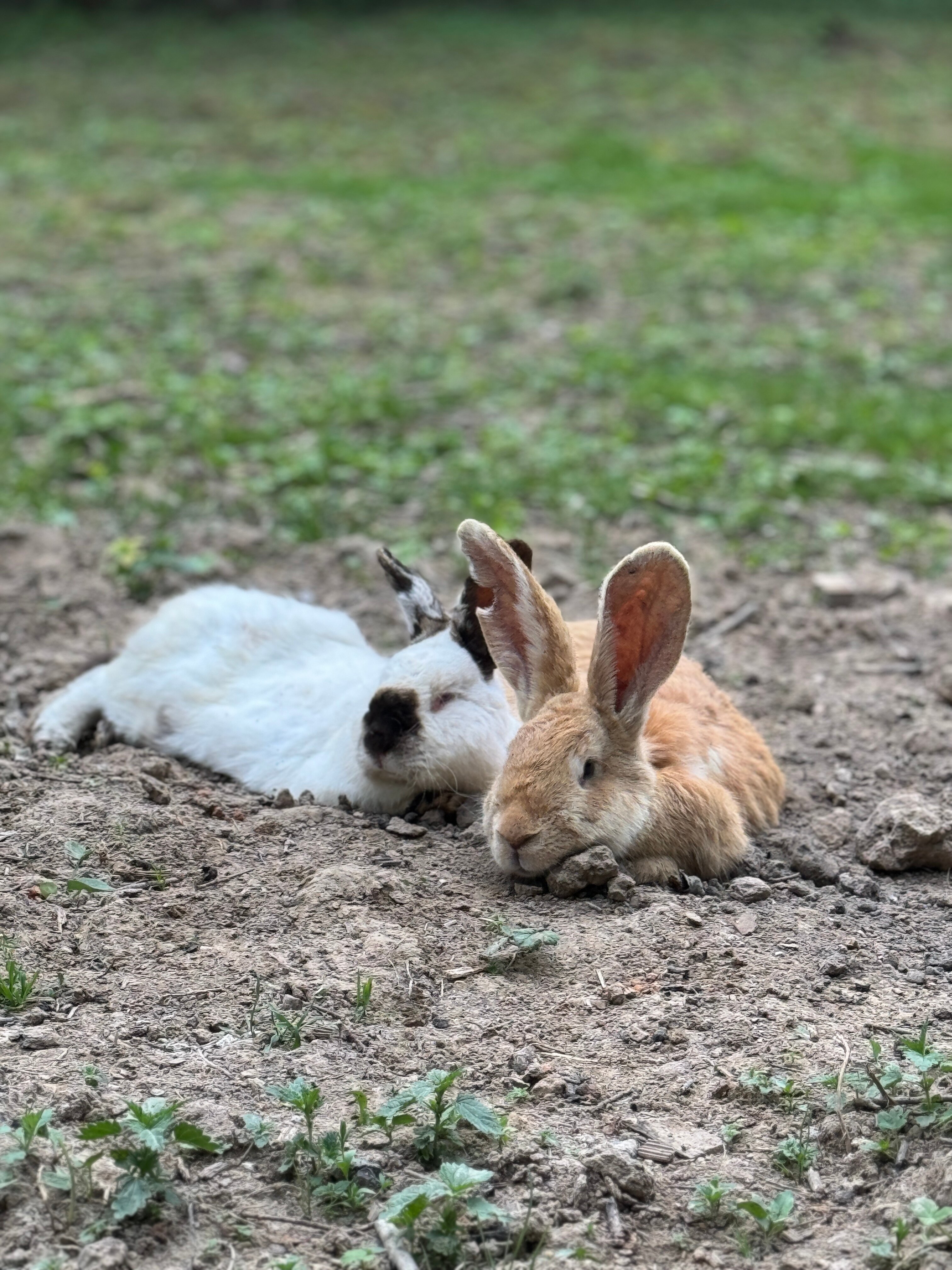 Фото Бэмби Лэнд