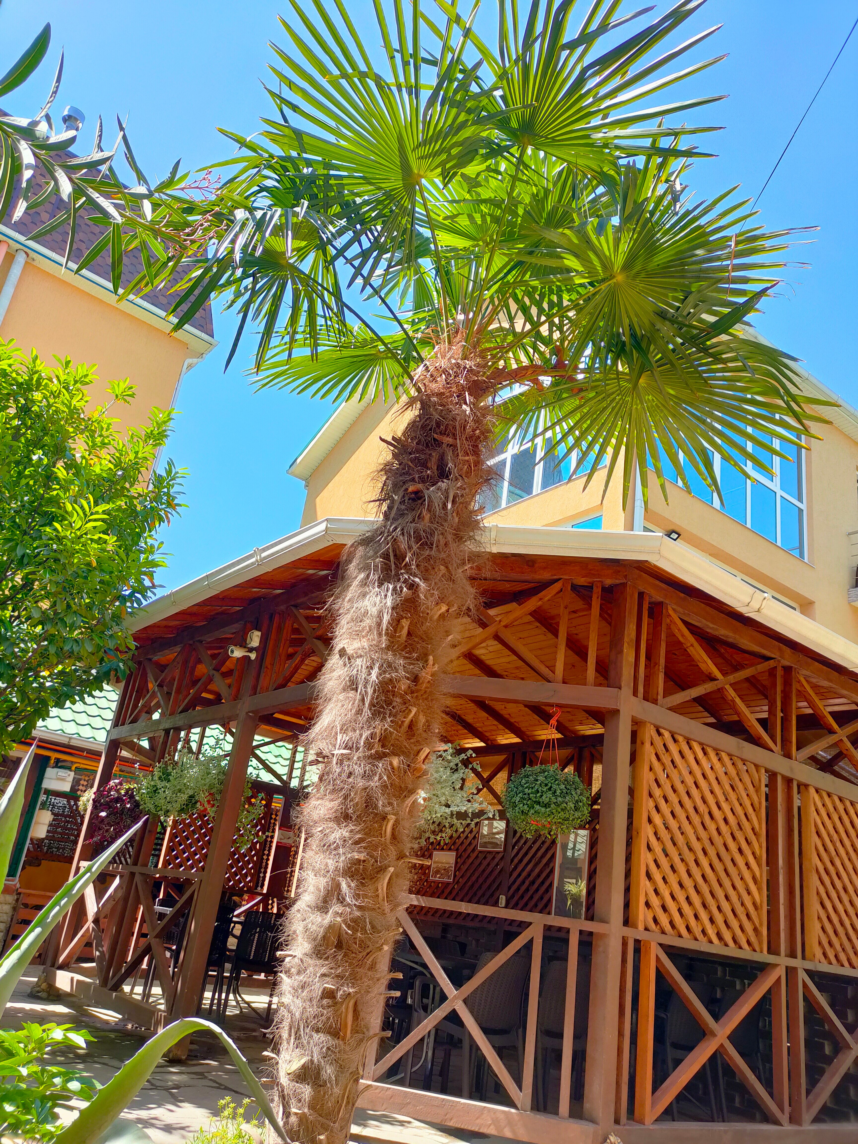 Фото Ромашка