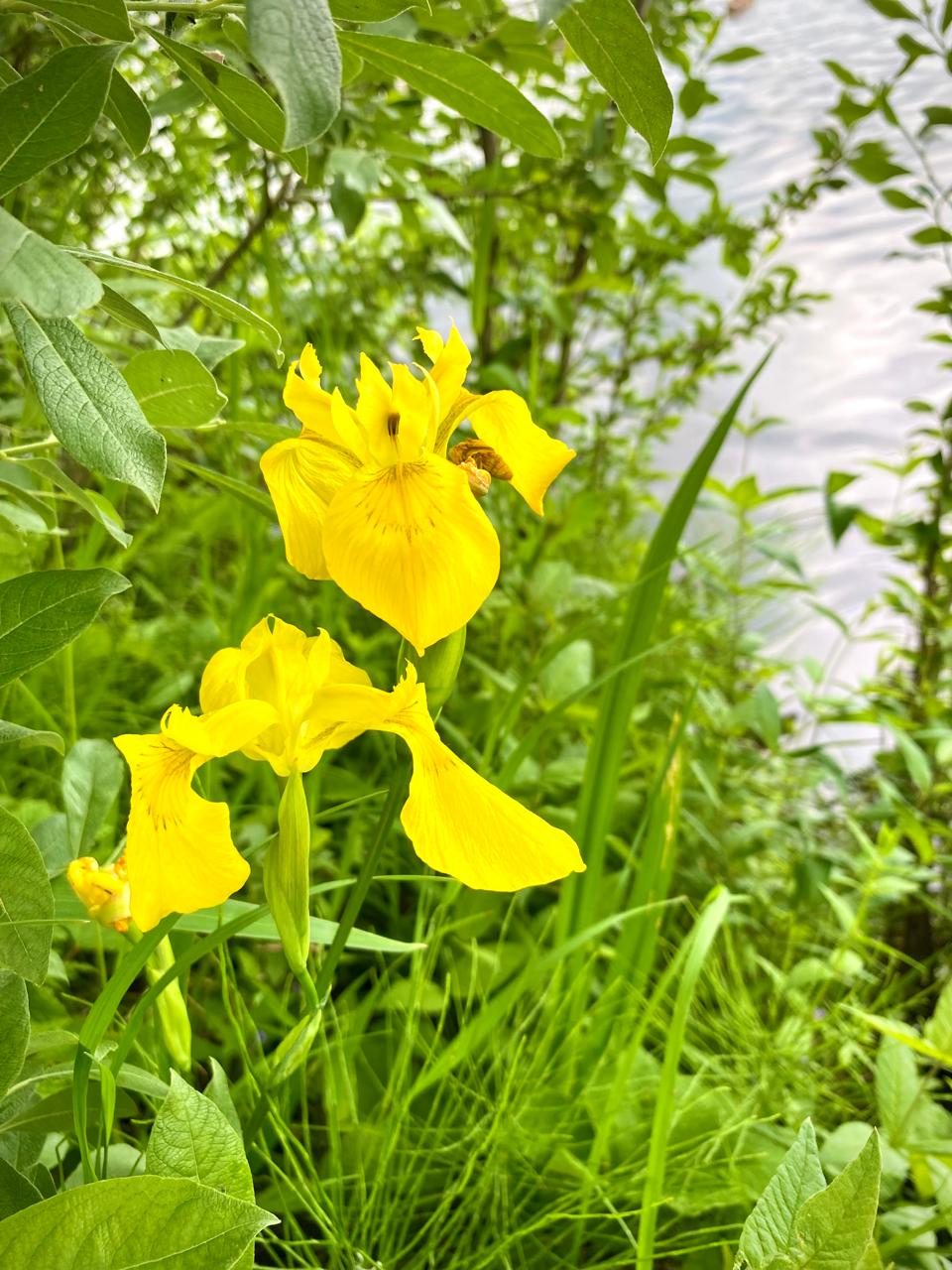 Фото Сорока