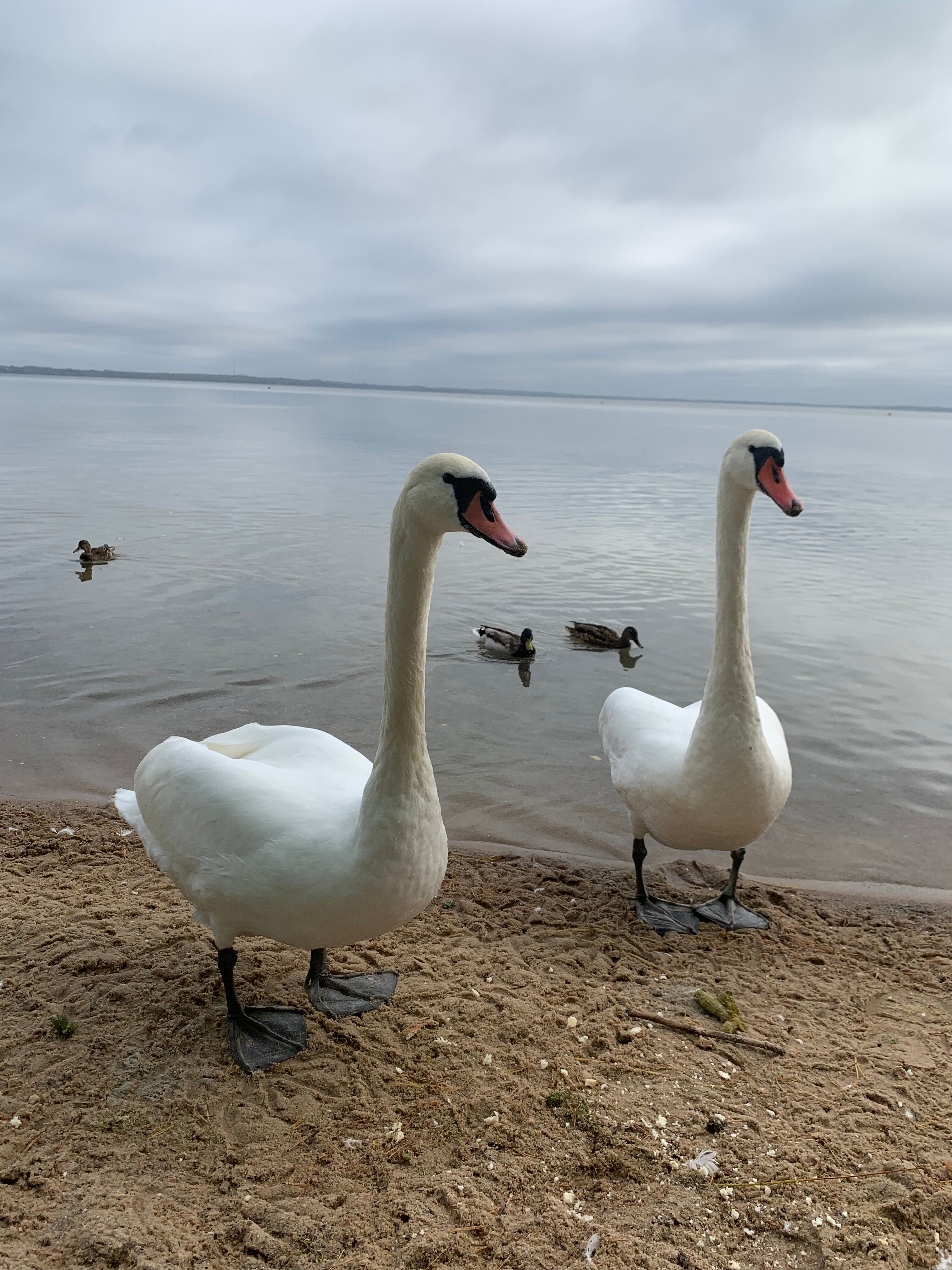 Фото Журавушка