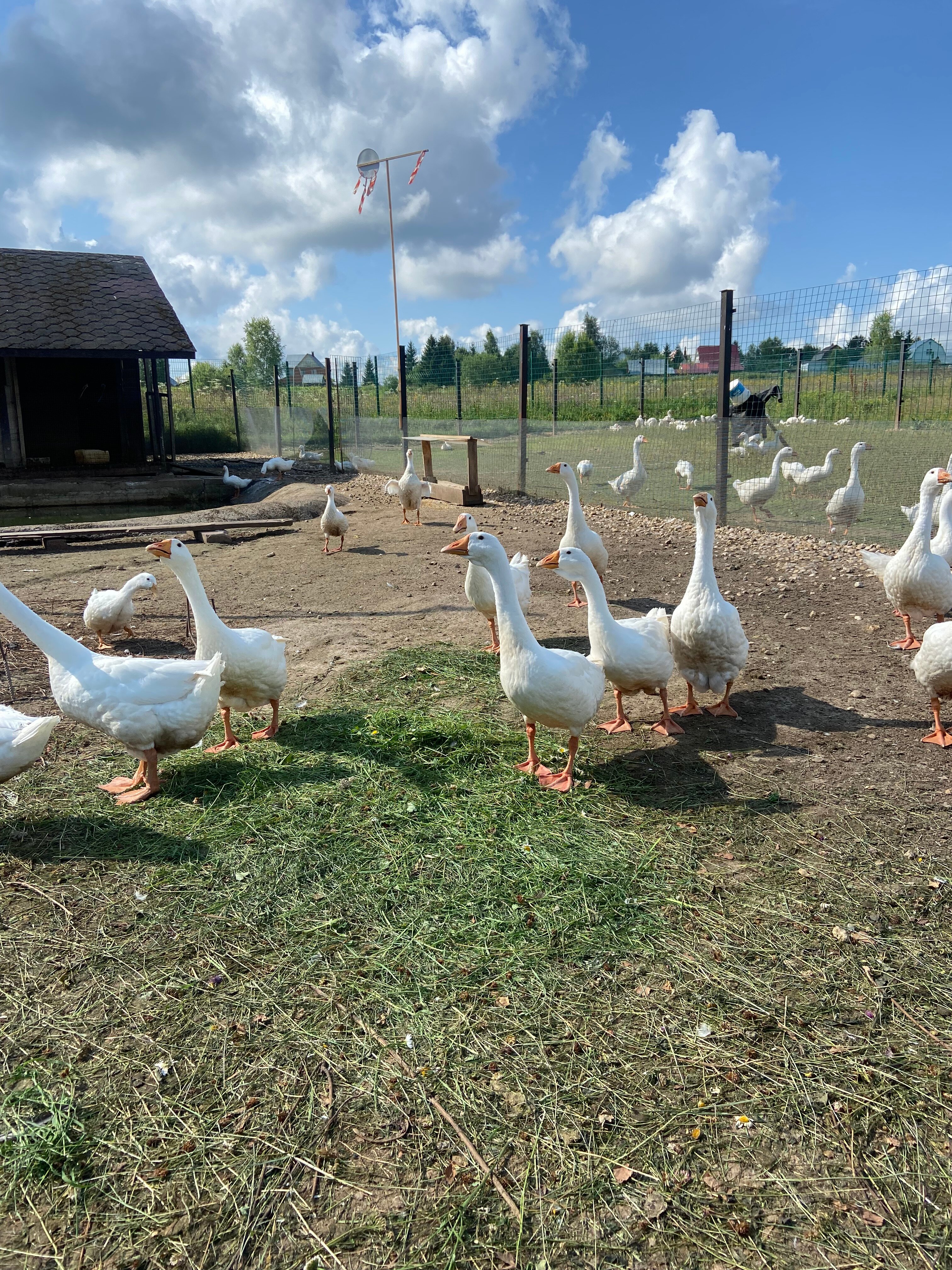 Фото Ферма моей мамы