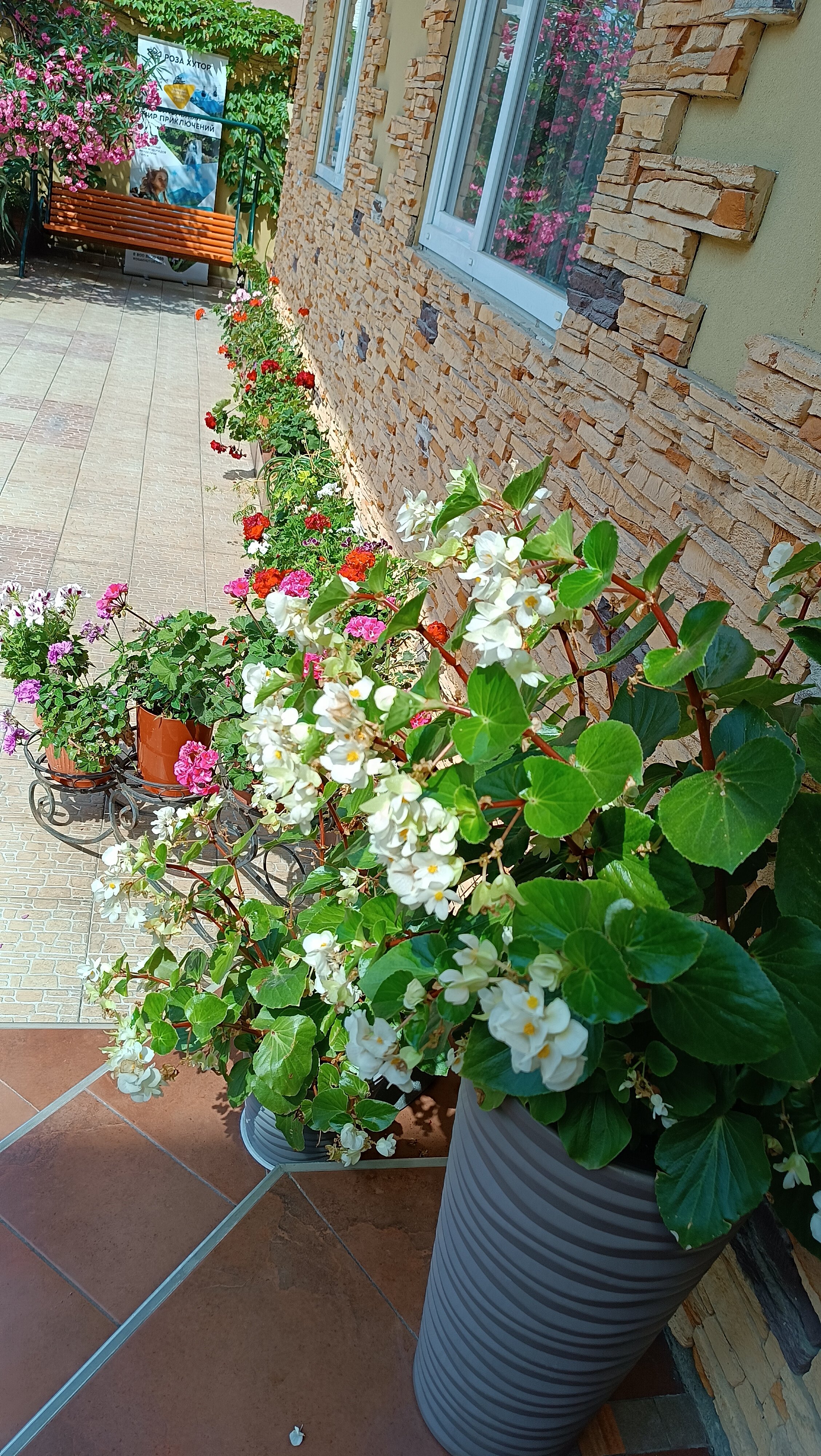 Фото Адениум 585